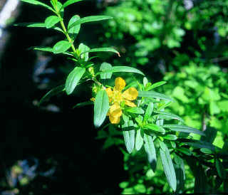 heimia salicifolia